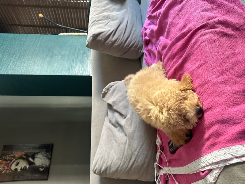 Poodle (Minyatür Kaniş), Köpek  Fiko fotoğrafı
