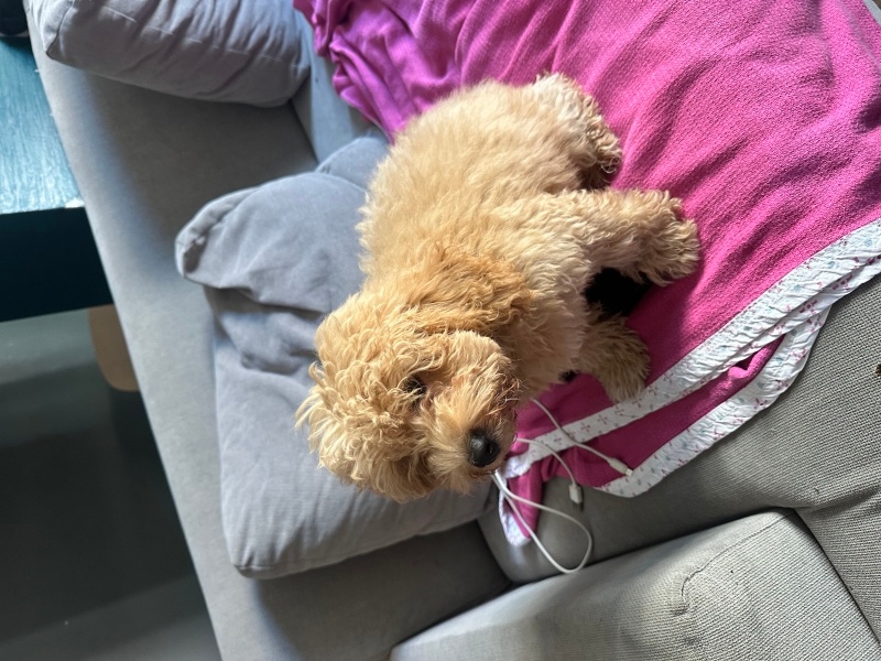 Poodle (Minyatür Kaniş), Köpek  Fiko fotoğrafı