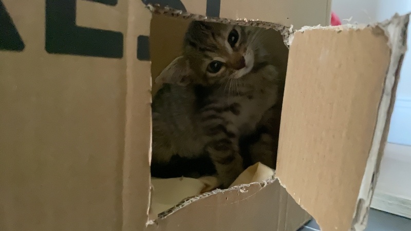 Tekir Kedi, Kedi  Karamel fotoğrafı