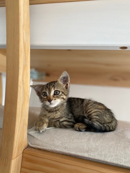 Tekir Kedi, Kedi  Karamel fotoğrafı