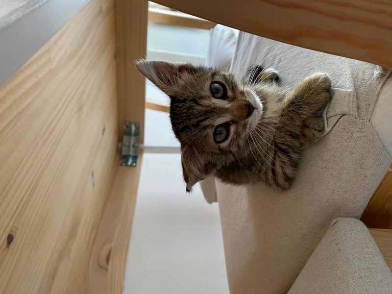 Tekir Kedi, Kedi  Karamel fotoğrafı