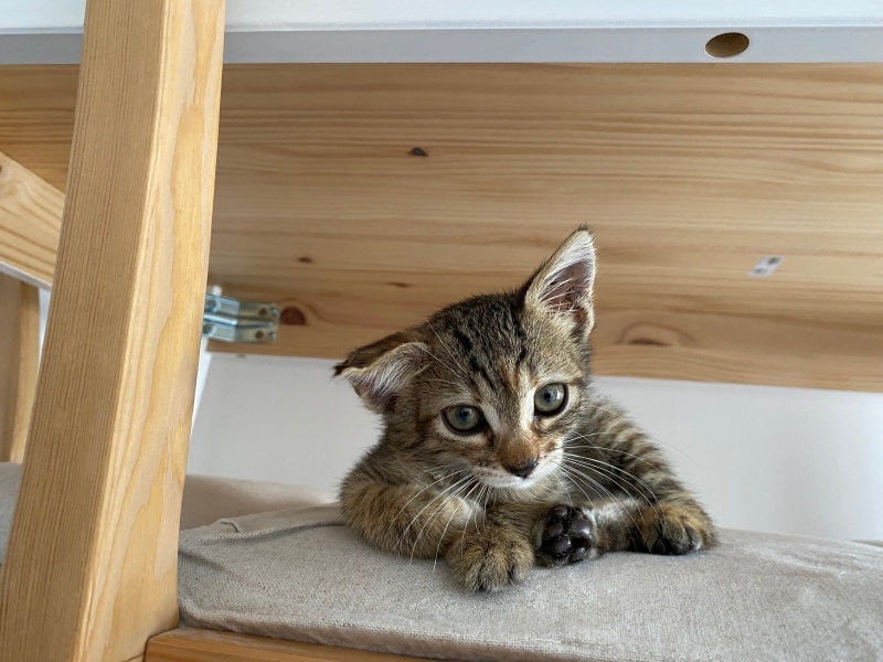 Tekir Kedi, Kedi  Karamel fotoğrafı