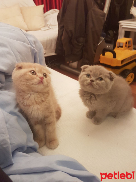 Scottish Fold, Kedi  Paşa fotoğrafı