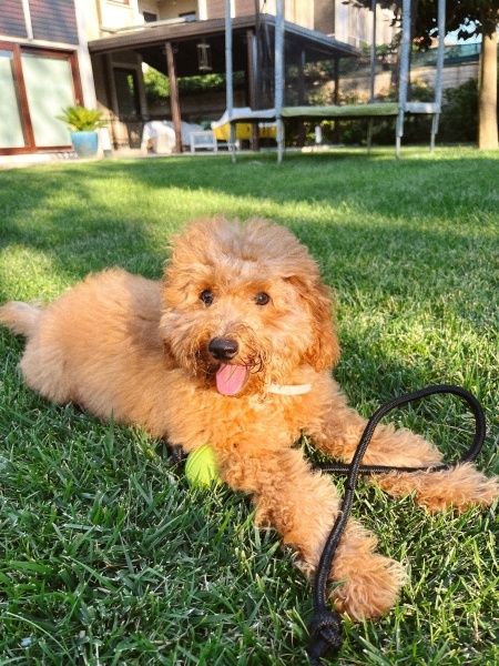 Poodle (Minyatür Kaniş), Köpek  Cokkie fotoğrafı