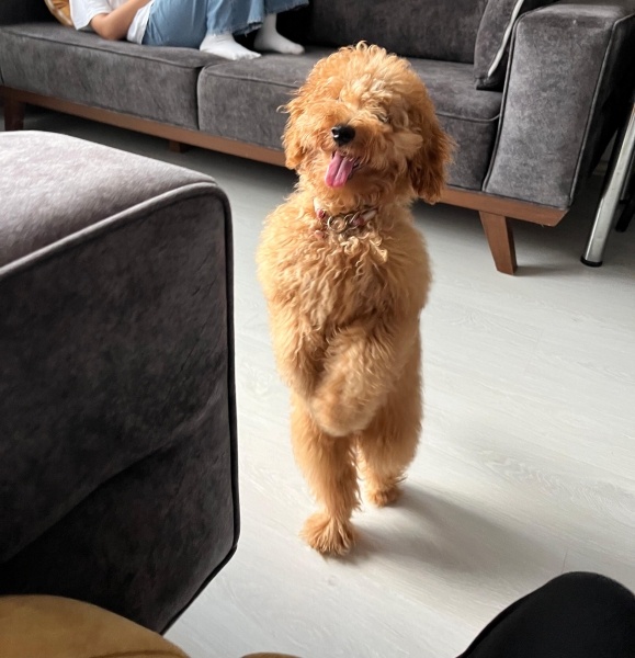 Poodle (Minyatür Kaniş), Köpek  Cokkie fotoğrafı