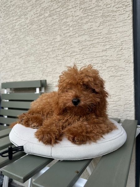 Poodle (Minyatür Kaniş), Köpek  Jeff fotoğrafı