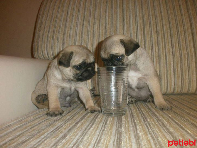 Pug, Köpek  lessia fotoğrafı
