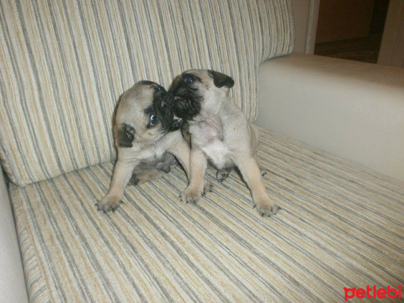 Pug, Köpek  lessia fotoğrafı