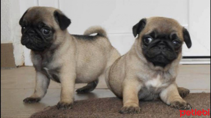 Pug, Köpek  lessia fotoğrafı