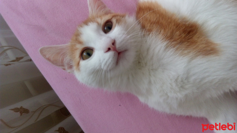Tekir Kedi, Kedi  Pirinç fotoğrafı