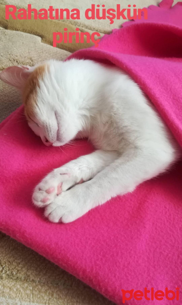 Tekir Kedi, Kedi  Pirinç fotoğrafı