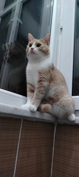 Sarman, Kedi  ARNAV fotoğrafı