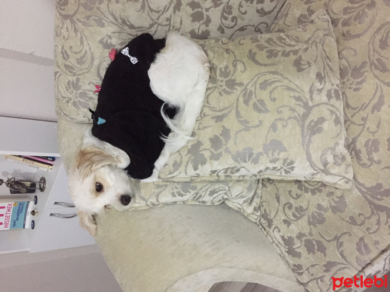 Maltese, Köpek  Layd fotoğrafı