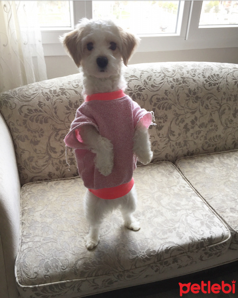 Maltese, Köpek  Layd fotoğrafı