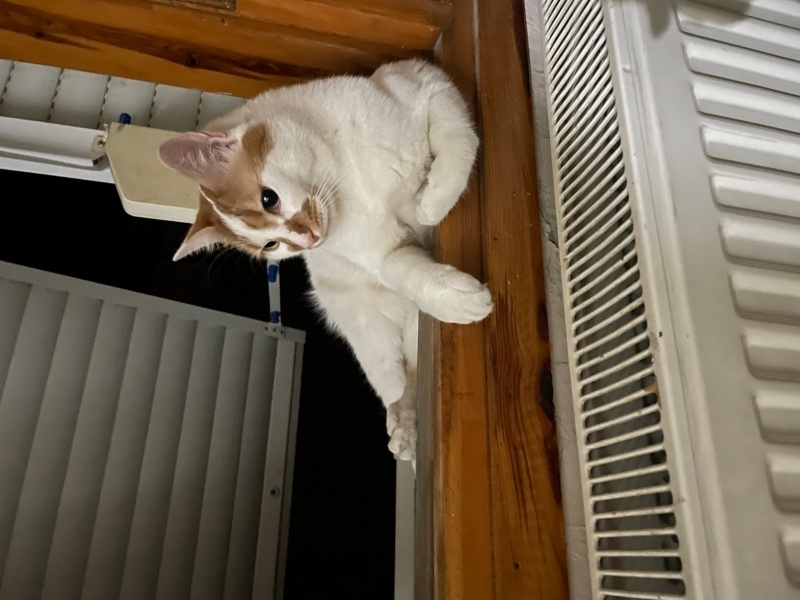Sarman, Kedi  Lenin fotoğrafı