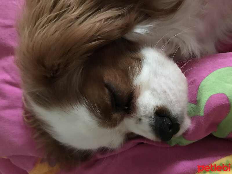 Cavalier King Charles Spanieli, Köpek  Tarçın  fotoğrafı