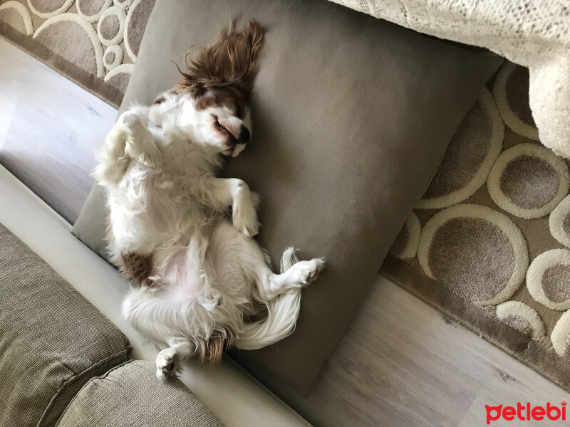 Cavalier King Charles Spanieli, Köpek  Tarçın  fotoğrafı