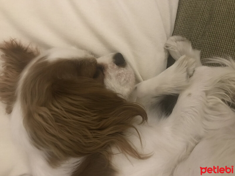 Cavalier King Charles Spanieli, Köpek  Tarçın  fotoğrafı