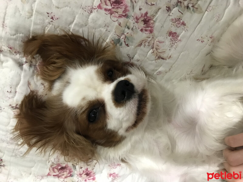 Cavalier King Charles Spanieli, Köpek  Tarçın  fotoğrafı