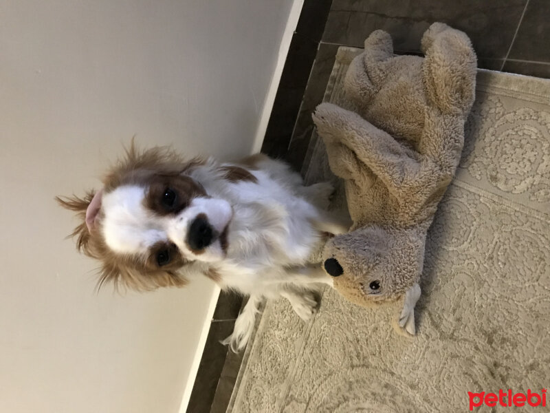 Cavalier King Charles Spanieli, Köpek  Tarçın  fotoğrafı