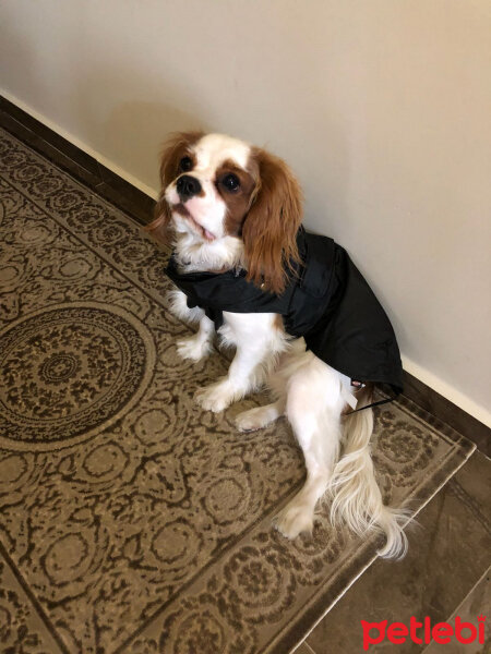 Cavalier King Charles Spanieli, Köpek  Tarçın  fotoğrafı