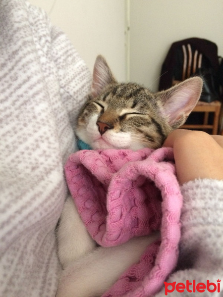 Tekir Kedi, Kedi  Gündüz fotoğrafı