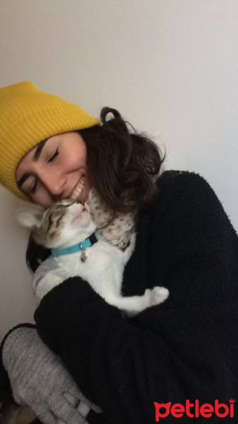 Tekir Kedi, Kedi  Gündüz fotoğrafı