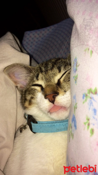 Tekir Kedi, Kedi  Gündüz fotoğrafı