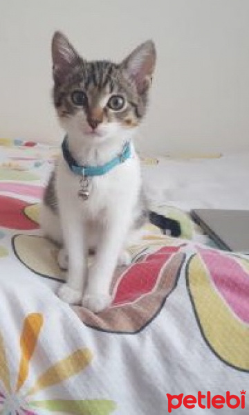 Tekir Kedi, Kedi  Gündüz fotoğrafı
