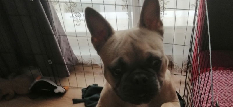 Fransız Bulldog, Köpek  Asil fotoğrafı