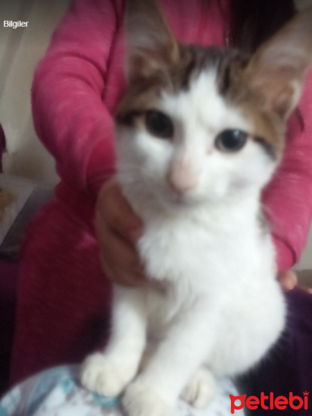 Tekir Kedi, Kedi  Şakir fotoğrafı