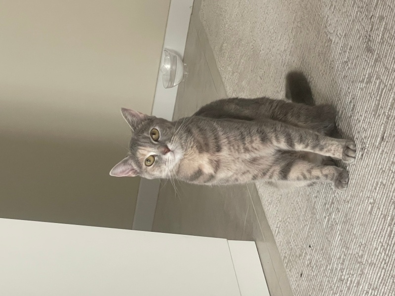 Tekir Kedi, Kedi  Nazlı fotoğrafı