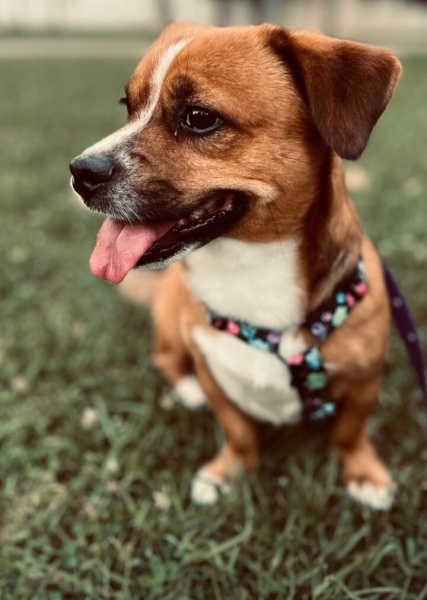 Beagle, Köpek  Rıfkı fotoğrafı