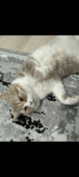 British Shorthair, Kedi  Karamel fotoğrafı