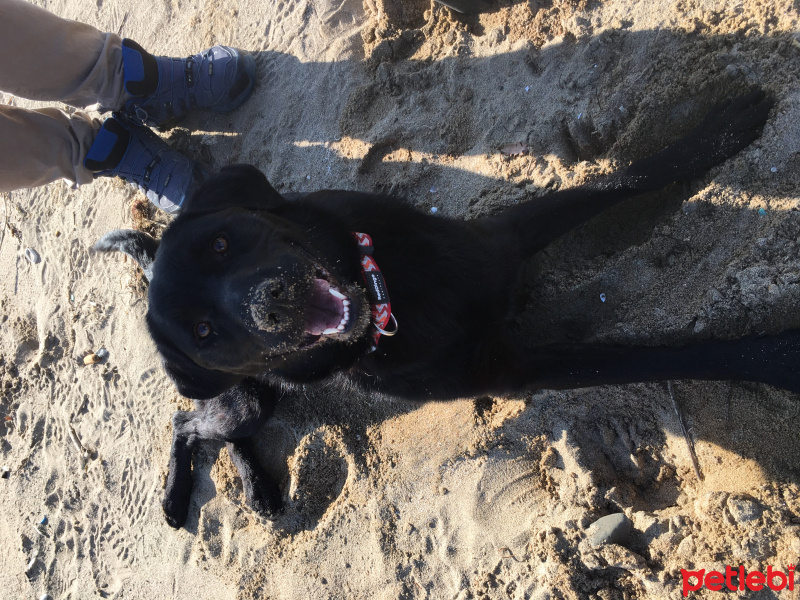 Labrador Retriever, Köpek  Gece fotoğrafı