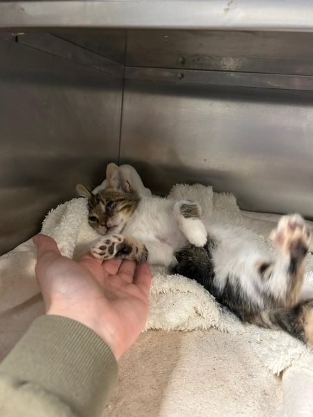 Tekir Kedi, Kedi  meyav fotoğrafı