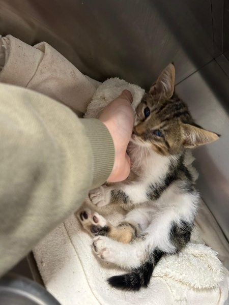 Tekir Kedi, Kedi  meyav fotoğrafı