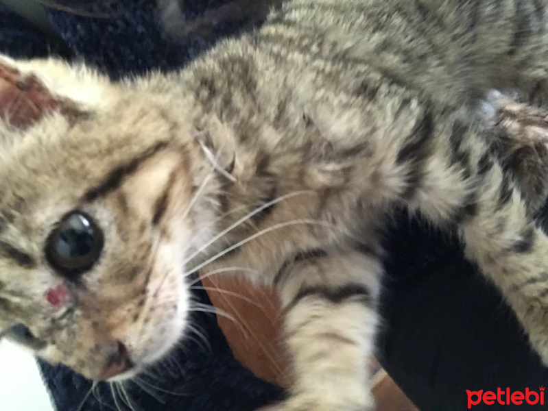 Tekir Kedi, Kedi  Evren fotoğrafı