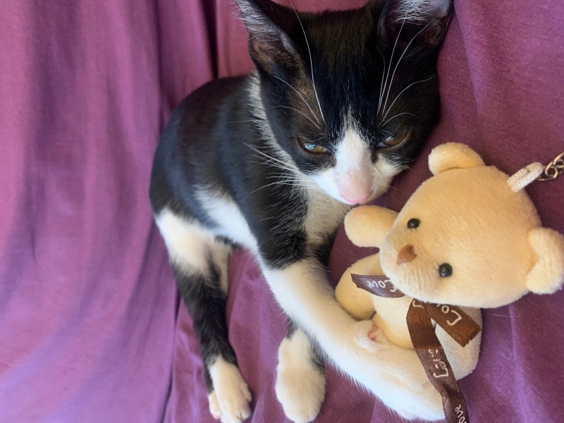 Tuxedo (Smokin) Kedi, Kedi  Tsunami fotoğrafı