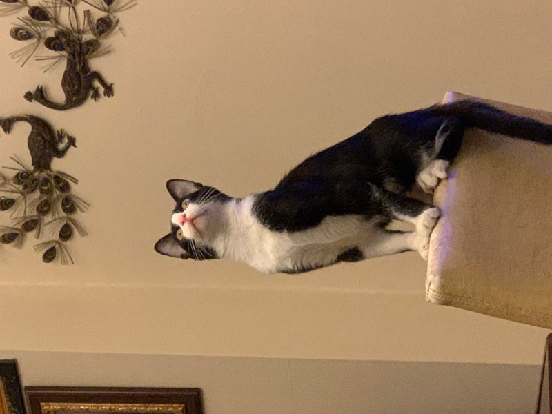 Tuxedo (Smokin) Kedi, Kedi  Tsunami fotoğrafı