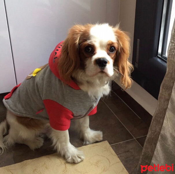 Cavalier King Charles Spanieli, Köpek  Tarçın fotoğrafı