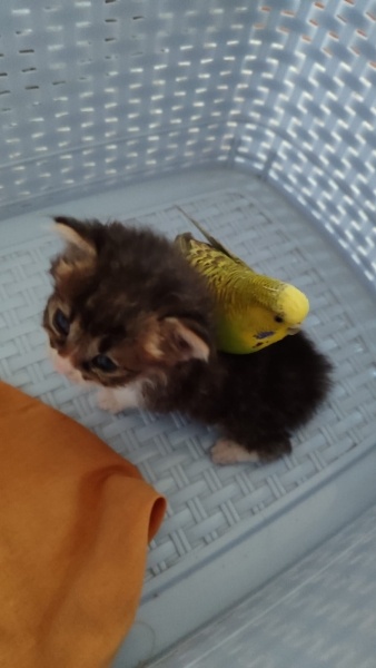 Tekir Kedi, Kedi  PeriPati fotoğrafı