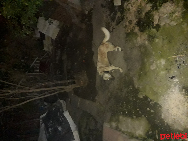 Kangal, Köpek  Kızım fotoğrafı