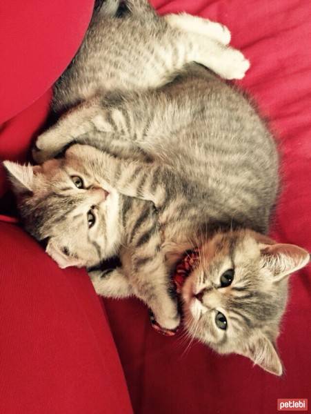 British Shorthair, Kedi  Romeo & Vera fotoğrafı