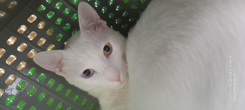 Van Kedisi, Kedi  Bulut fotoğrafı