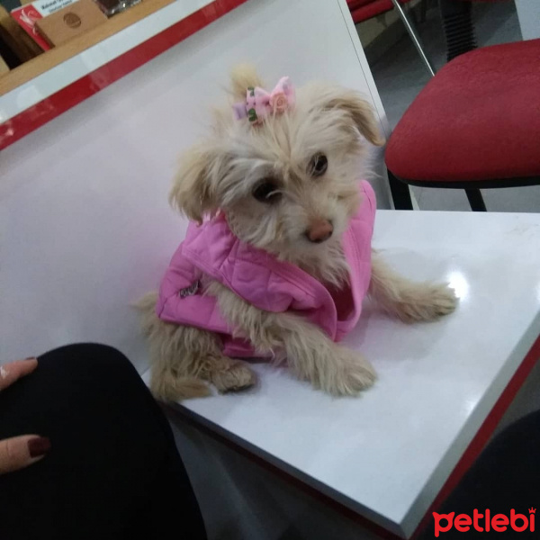 Tibet Terrieri, Köpek  Maya fotoğrafı