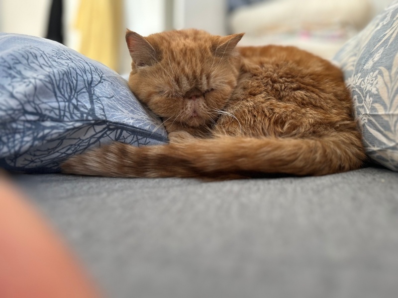 Exotic Shorthair, Kedi  Leo fotoğrafı