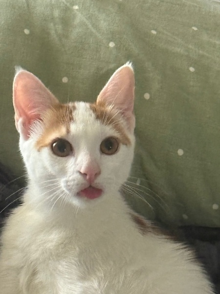 Sarman, Kedi  Latte fotoğrafı