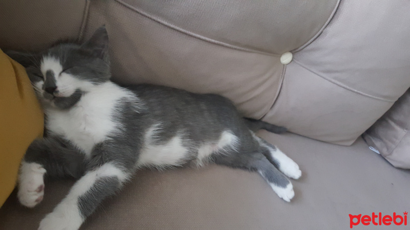 Tekir Kedi, Kedi  Sofi fotoğrafı