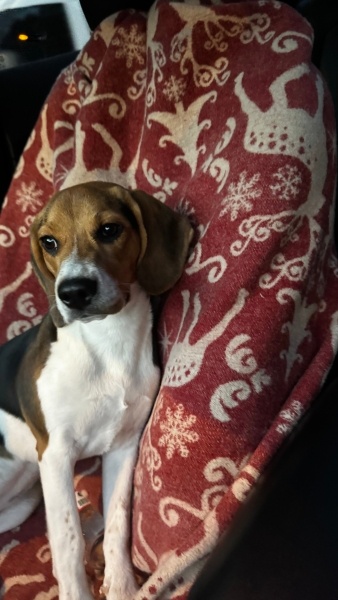 Beagle, Köpek  Lucy fotoğrafı